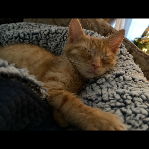 Meet your Posher, Jenn - Picture 1 of 1